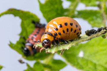 The Colorado potato beetle larvae feeding on green plants.