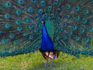 Fototapeta premium peacock with feathers