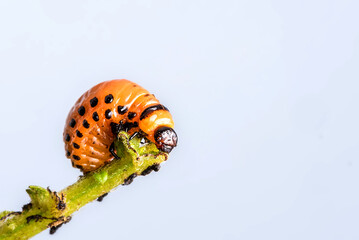 The Colorado potato beetle larvae feeding on green plants.