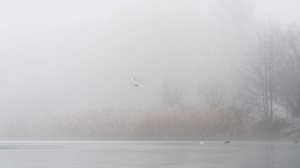 Mglisty poranek nad zamarzniętym jeziorem  © Jakub