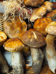 Pile of  fancy mushrooms for sale in the market