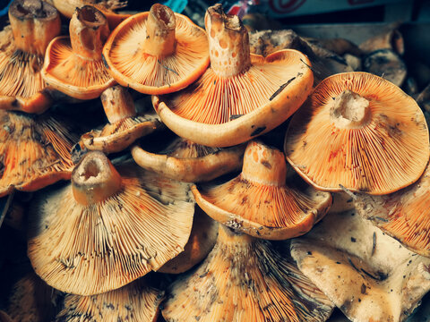 Pile Of  Fancy Mushrooms For Sale In The Market