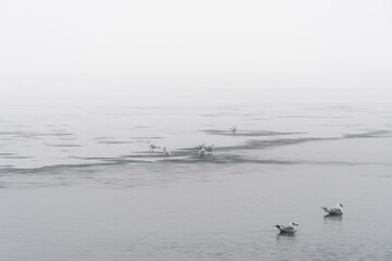 Mewy nad zamarzniętym jeziorem w mroźny i mglisty dzień