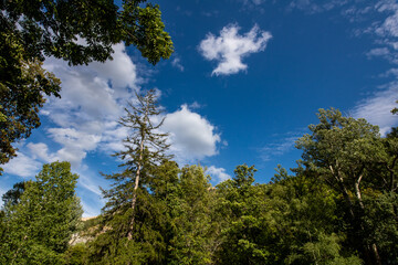 trees and clouds in the blue sky