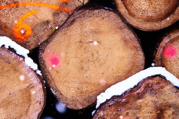 Holzpolter mit Baumstämmen im Wald mit Nadelholz bei Schnee als Holzstapel