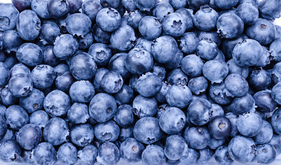 Fototapeta na wymiar blueberry, natural ripe berry