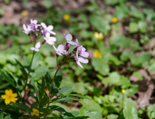 wild flowers on a background of green leaves