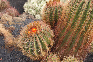 curious big green original cactus flower bloomingbloomingblooming growing in the garden close up