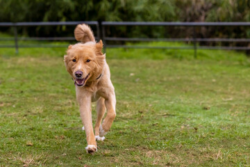 Happy young dog running in the park towards the camera. Nice day on the green grass outside.