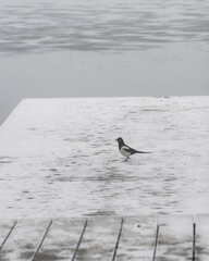 Molo na pokrytym lodem jeziorze we mgle