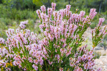 Heather, Calluna vulgaris, grows in the Mediterranean mountains and decorates the houses of the inhabitants of the fields with its beautiful flowers.