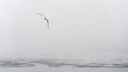 Mewy nad zamarzniętym jeziorem w mroźny i mglisty dzień - obrazy, fototapety, plakaty