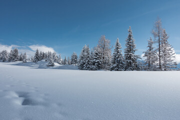 Winterlandschaft mit Waldstreifen im Hintergrund