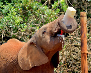 An orphan elephant calf (Loxodonta africana) drinking milk from a bottle. Nairobi National Park,...