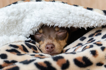 Prague ratter puppy sleeping in a leopard blanket
