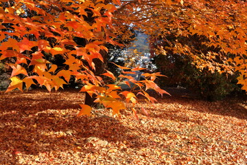 タイワンフウの葉っぱ　針木浄水場　紅葉　（高知県　高知市）