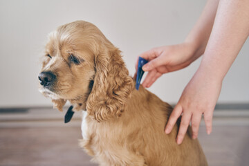 the dog is treated with a flea remedy. The dog is dripped on the withers with a parasite remedy