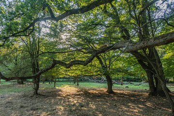 Licht durchflutete uralte Bäume 