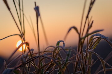 morning sun piercing through the frozen grass