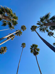 tall palm trees from a low angle - 401088403