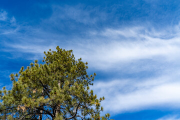 Obraz premium Single Pine tree with a blue sunny sky background