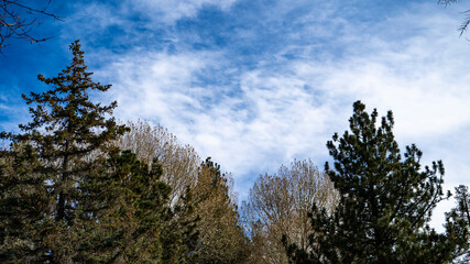 Fototapeta na wymiar Winter trees on a blue background with clouds