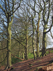 tall old beech trees in woodland on a spring morning with sunlight on the branches and blue sky