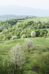 Fototapeta na wymiar Spring landscape with flowering trees on green hills