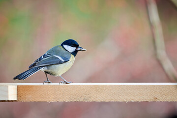 Great tit ( Parus major ) eating seeds from a bird feeder	