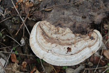 Artist's conk mushroom growing on a tree stump at Linne Woods in Morton Grove, Illinois - obrazy, fototapety, plakaty
