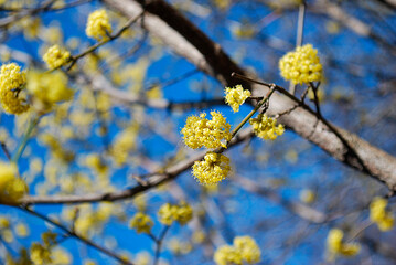 Blooming tree with yellow flowers