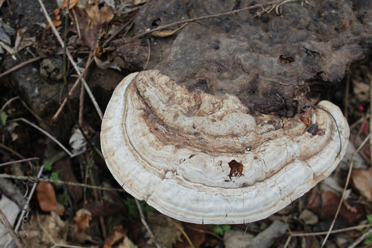 Artist's conk mushroom growing on a tree stump at Linne Woods in Morton Grove, Illinois