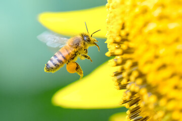 Honey bee on yellow flower