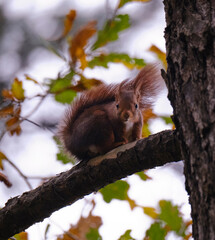 Ardilla roja ( Sciurus Vulgaris ) sorprendida