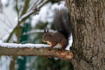 Obraz premium Eichhörnchen