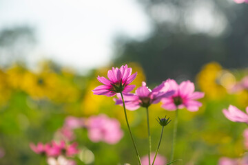 blooming pink cosmos flower with blurred colorful cosmos field background.