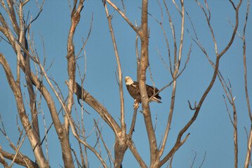 Adult Bald Eagle sitting in the top of a dead tree