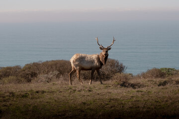 Tule Elk