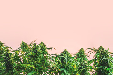 Branches of Medical Marijuana with flower bud sites Cannabis cultivation