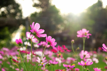 blooming colorful cosmos flowers at agriculture garden in the morning sunrise.