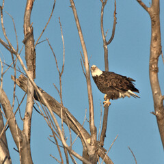 Adult Bald Eagle sitting in the top of a dead tree