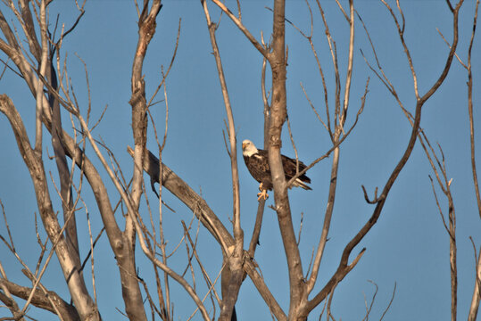 Adult Bald Eagle sitting in the top of a dead tree