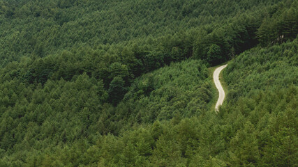 Path through forest