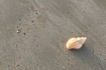 shell on the beach
