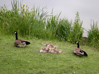 famille d'oies Bernache