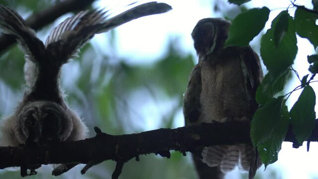 Close up of young long eared owl (Asio otus) group stretching on dense branch deep in crown. Wildlife tranquil portrait footage of bird in natural habitat background.