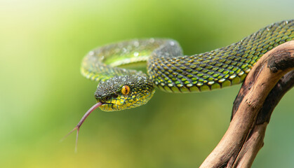 Green viper snake
