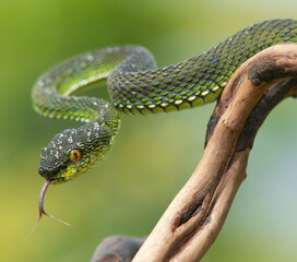 Naklejka na ściany i meble Green viper snake