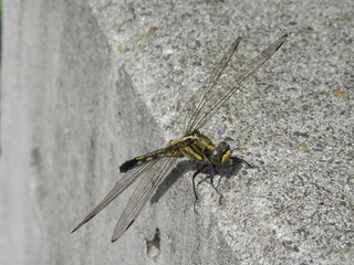 コンクリートの角にとまっているシオカラトンボの雌(通称ムギワラトンボ)