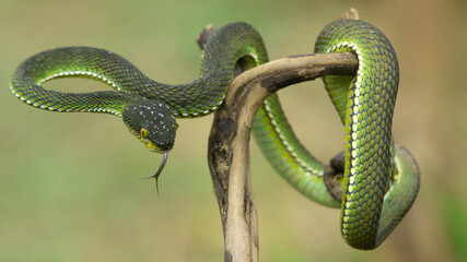 Green viper snake